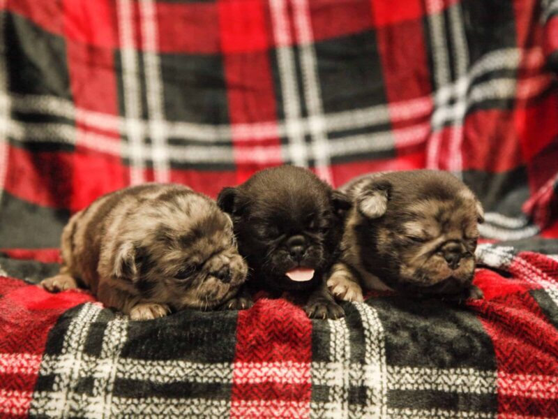 Duke-Ember Pug image