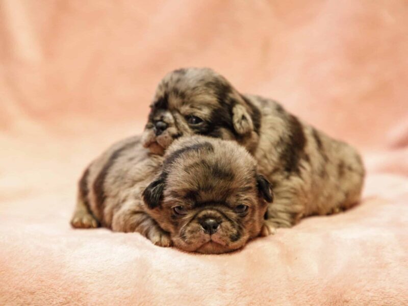 Duke-Ember Pug image