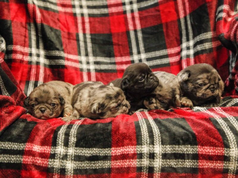 Duke-Ember Pug image