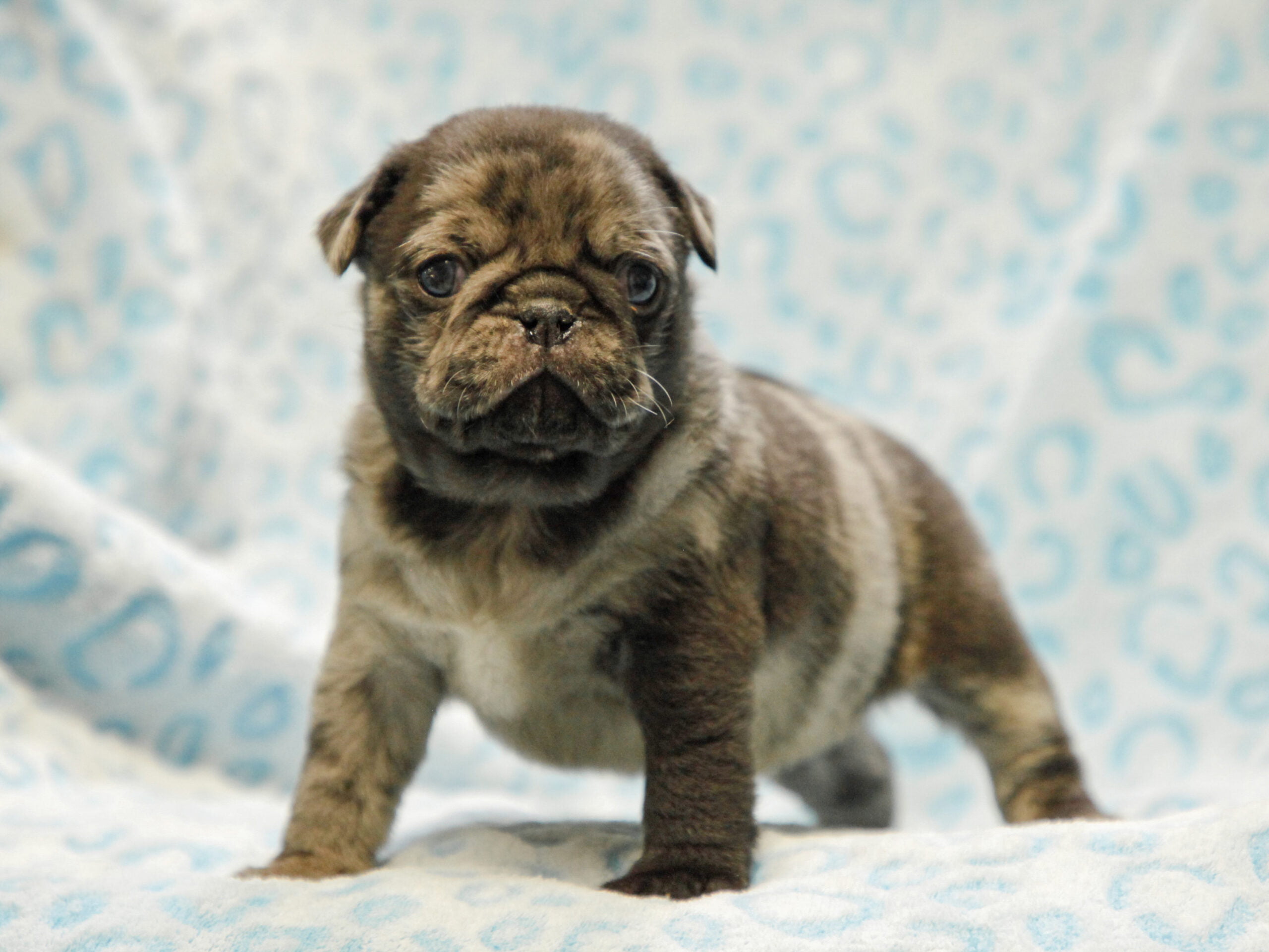 About our Pug Puppies for Sale in Kentucky