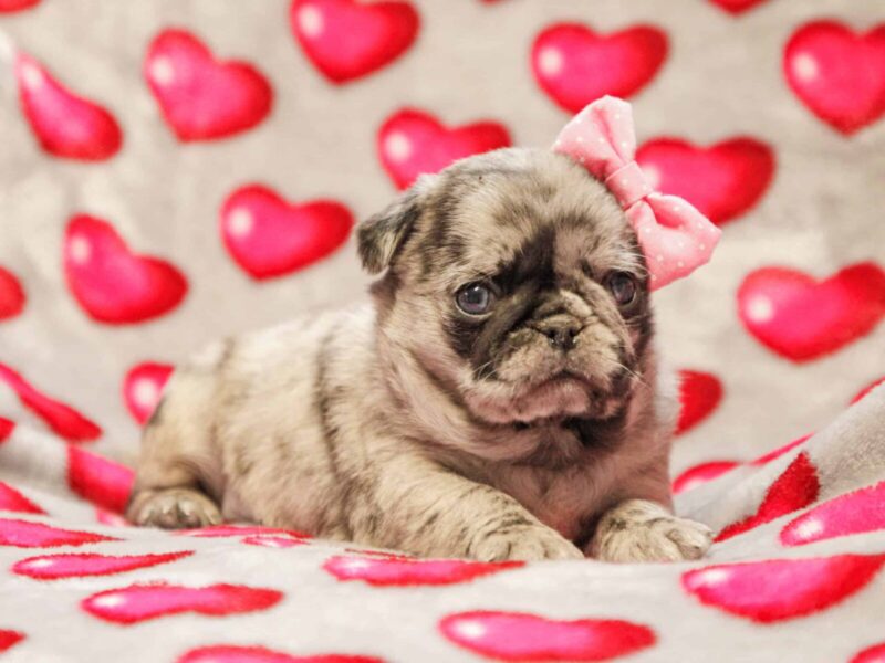 Ellie, a Pug puppy at Rocky Top Puppies in Kentucky.