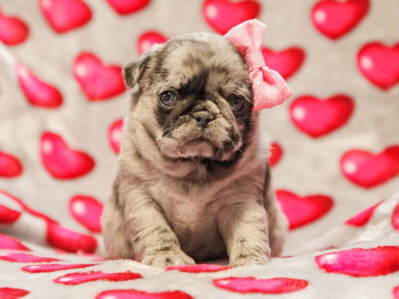 Ellie, a Pug puppy at Rocky Top Puppies in Kentucky.