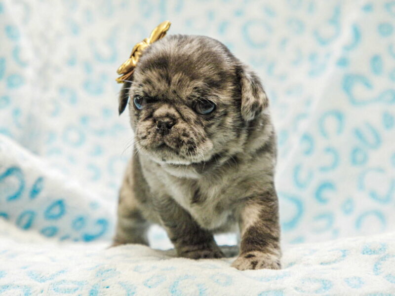 Ethan, a blue merle Pug puppy in Kentucky.