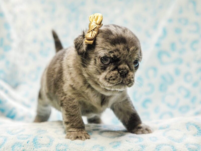 Ethan, a blue merle Pug puppy in Kentucky.