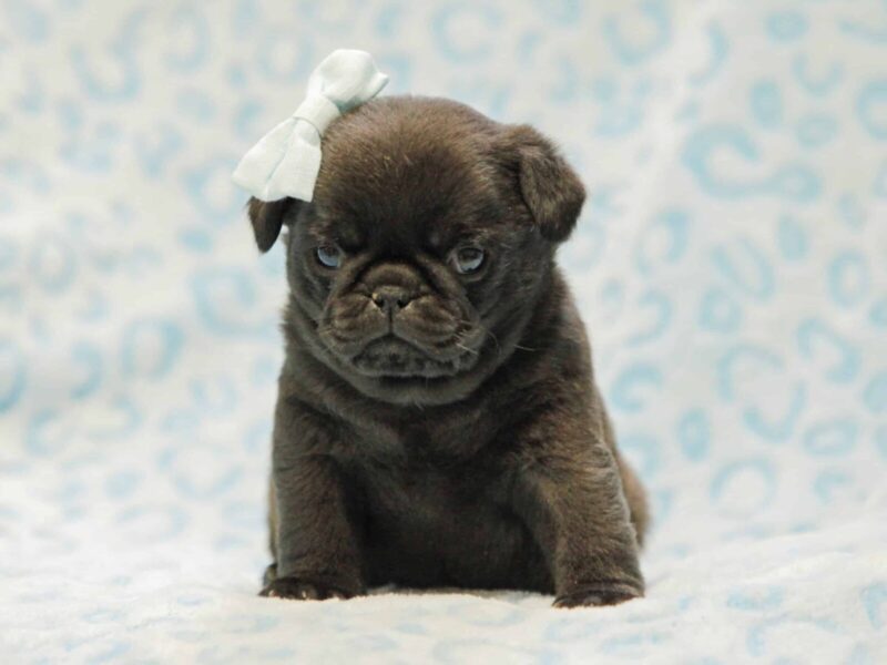 Evan, a Pug puppy at Rocky Top Puppies in Kentucky.