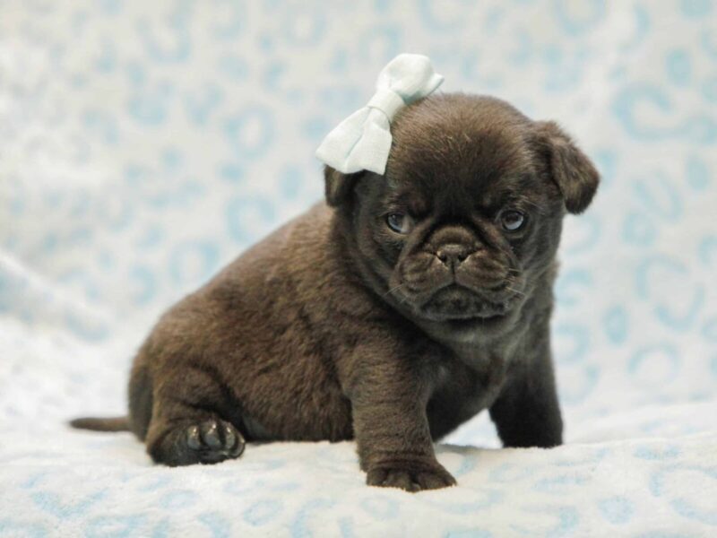 Evan, a Pug puppy at Rocky Top Puppies in Kentucky.