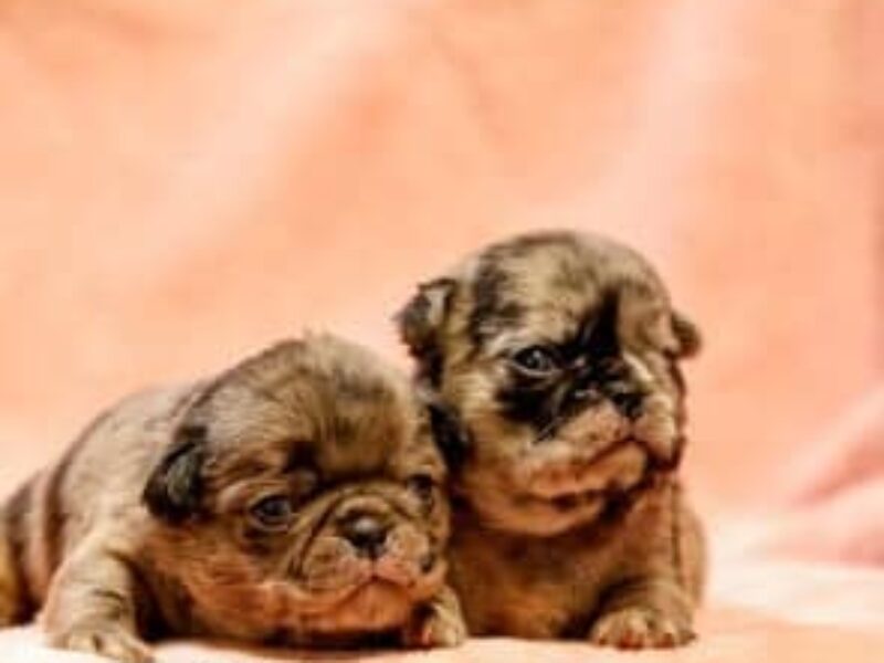 Everlia, a blue merle Pug puppy in Kentucky.