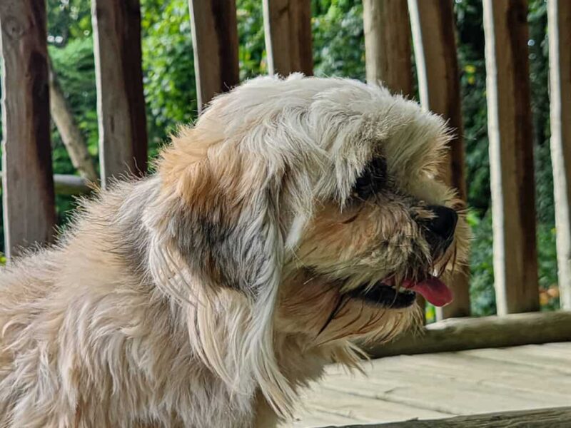 Jessiebelle, our Lhasa Apso dam in Kentucky.