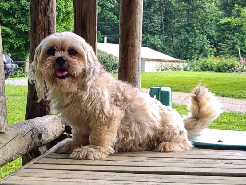 Jessiebelle, our Lhasa Apso dam in Kentucky.