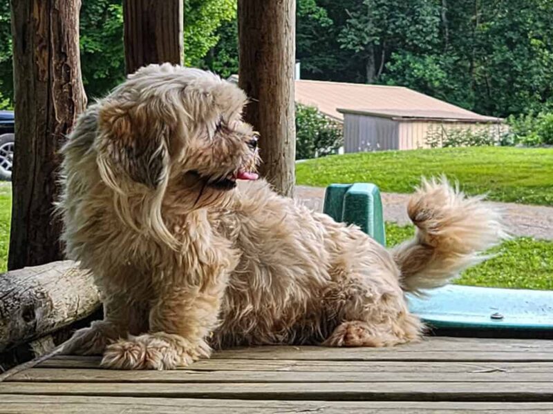 Jessiebelle, our Lhasa Apso dam in Kentucky.