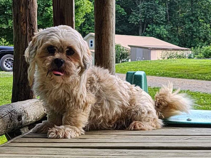 Jessiebelle, our Lhasa Apso dam in Kentucky.