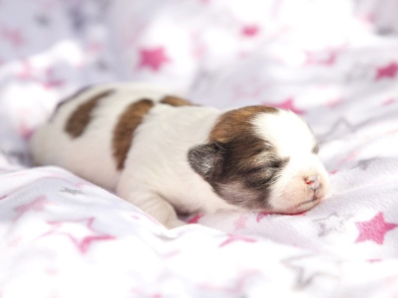 Charlie-Jessiebelle Lhasa Apso image