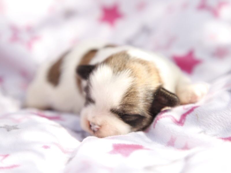 Charlie-Jessiebelle Lhasa Apso image