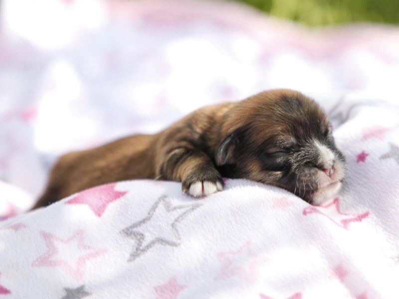 Charlie-Lorelei Lhasa Apso image