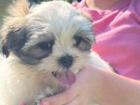 Jessica at Rocky Top Puppies