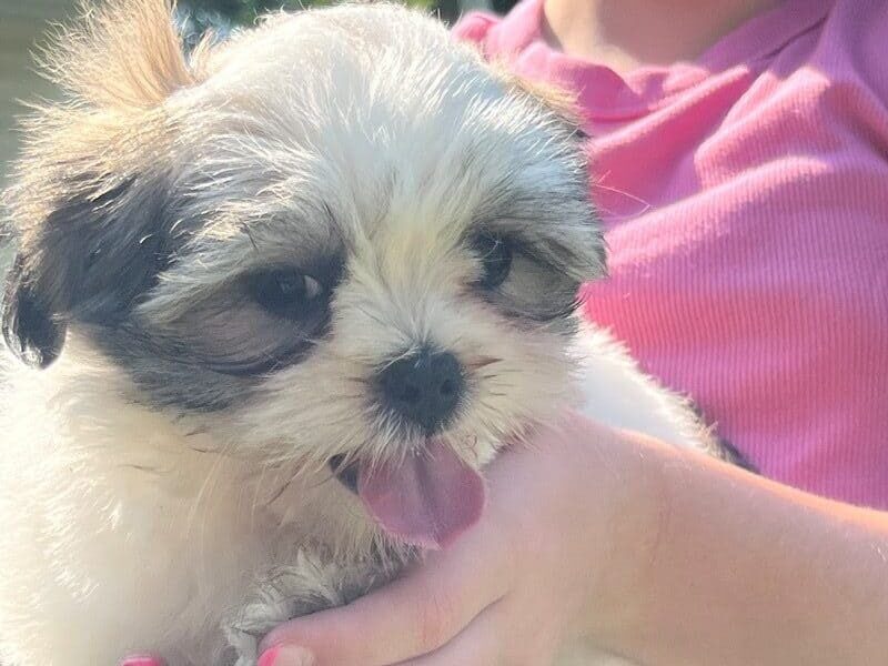 Jessica, a Lhasa Apso puppy at Rocky Top Puppies in Kentucky.