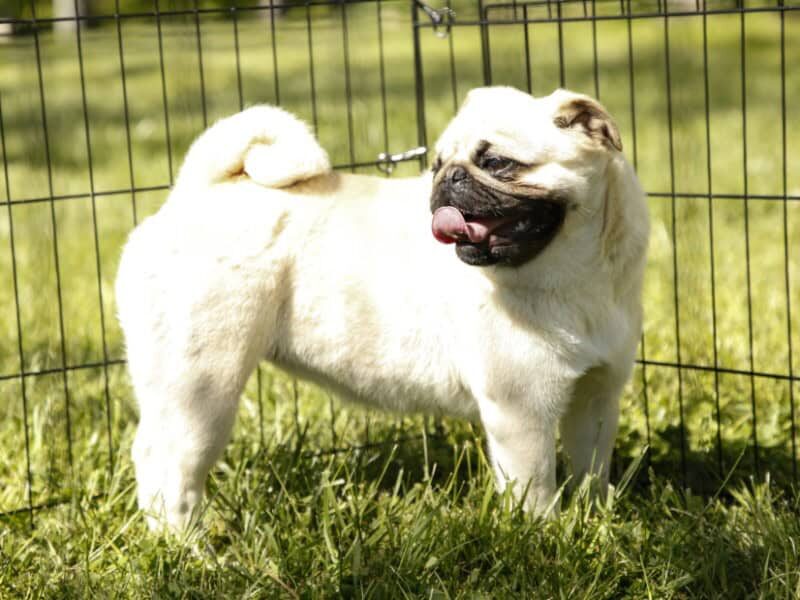 Shayna, our Pug dam in Kentucky.