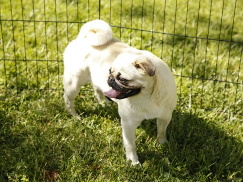 Shayna, our Pug dam in Kentucky.