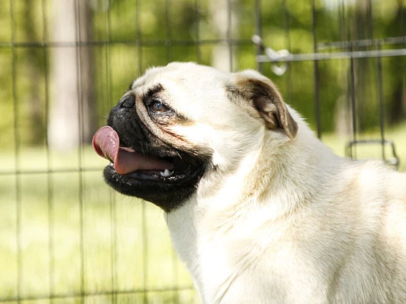 Shayna, our Pug dam in Kentucky.