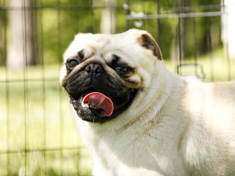 Shayna, our Pug dam in Kentucky.