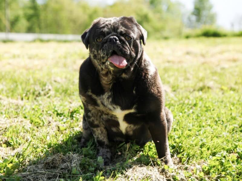 Willow, our Pug dam at Rocky Top Puppies in Kentucky.