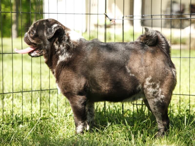 Willow, our Pug dam at Rocky Top Puppies in Kentucky.