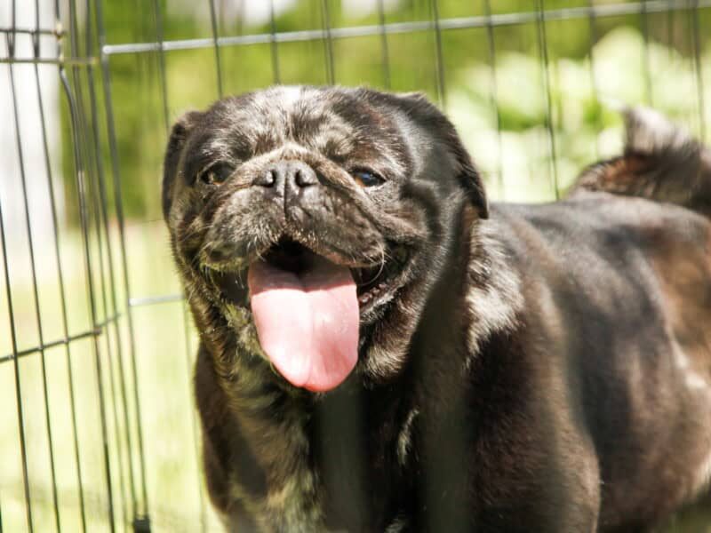 Willow, our Pug dam at Rocky Top Puppies in Kentucky.