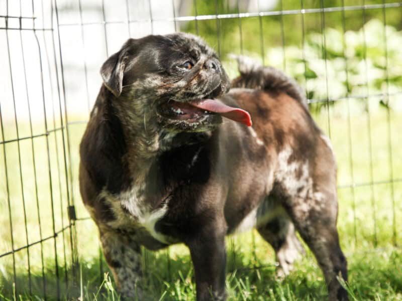 Willow, our Pug dam at Rocky Top Puppies in Kentucky.