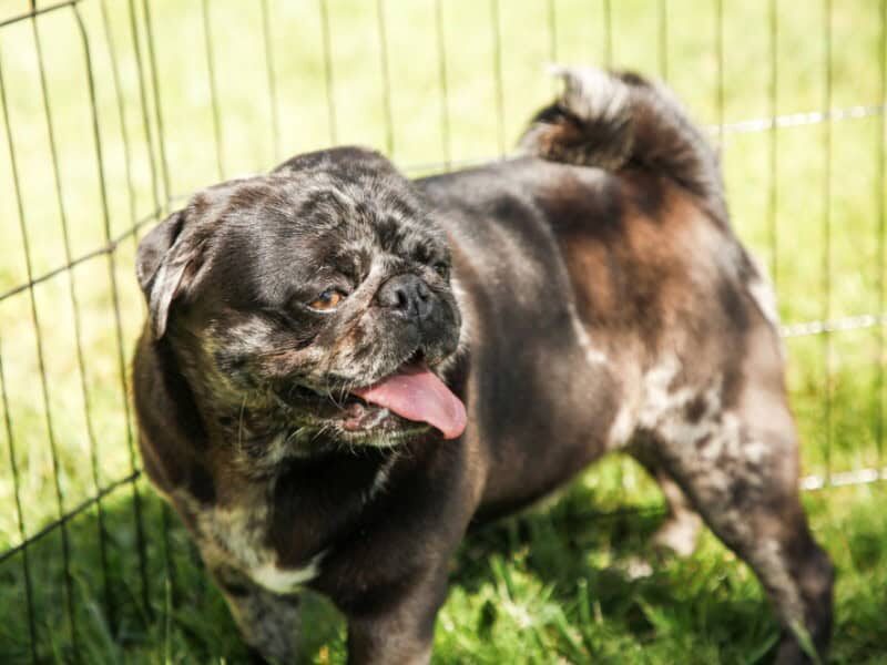 Willow, our Pug dam at Rocky Top Puppies in Kentucky.