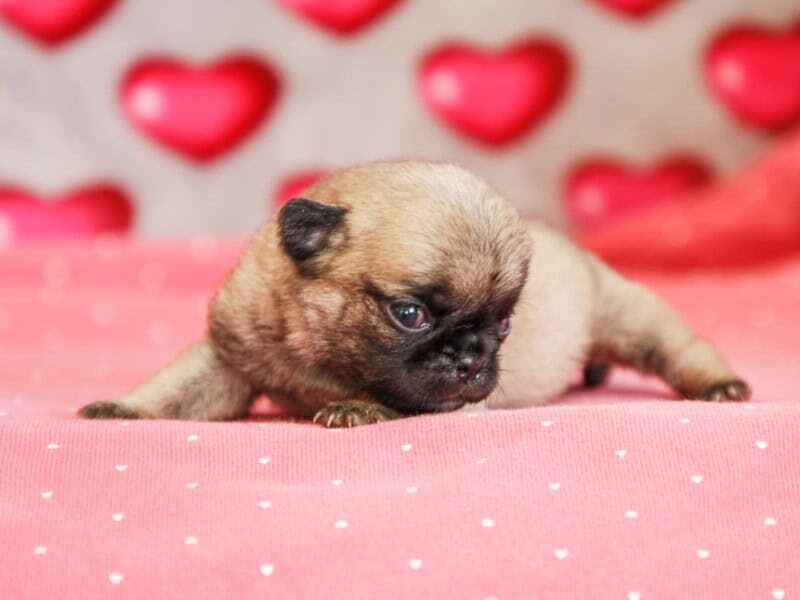 Butch-Misty Pug image