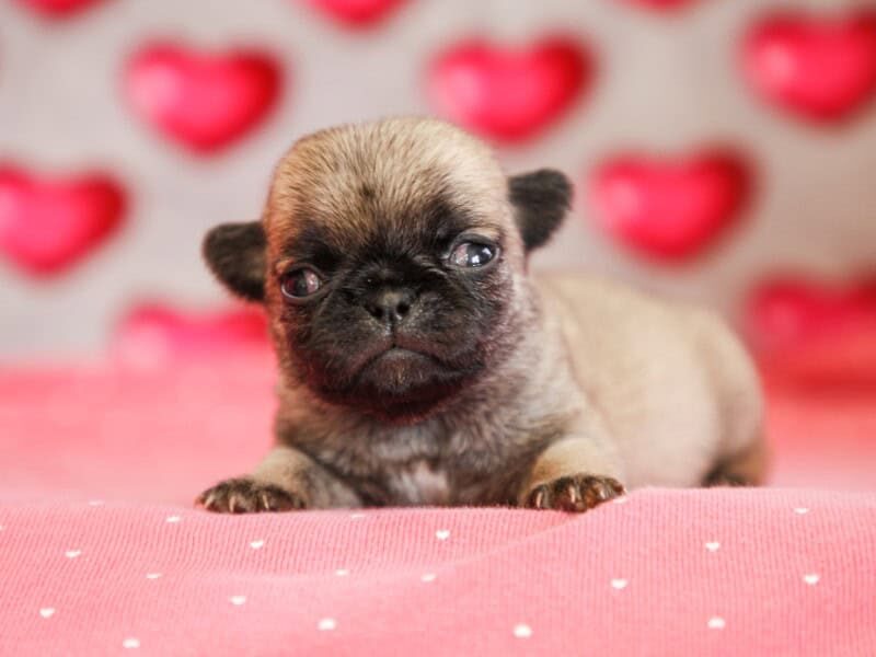 Butch-Misty Pug image