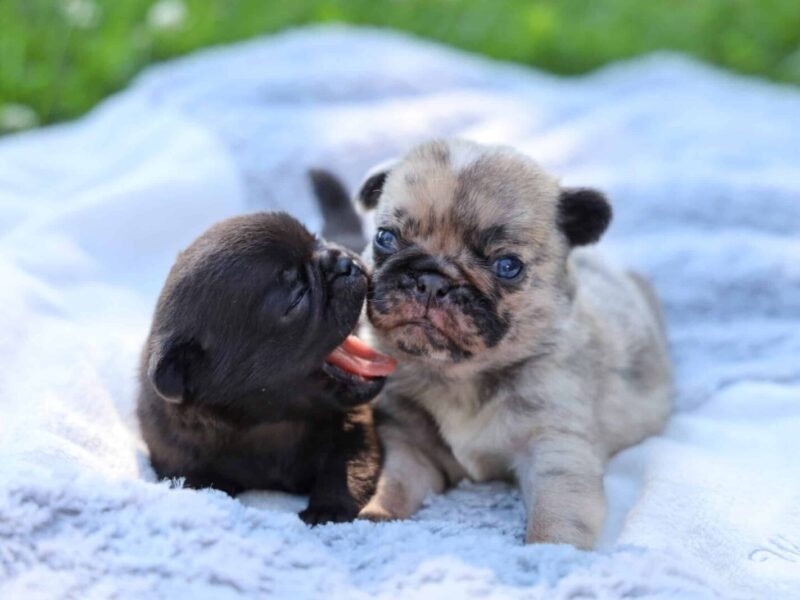 Butch-Mela Pug image