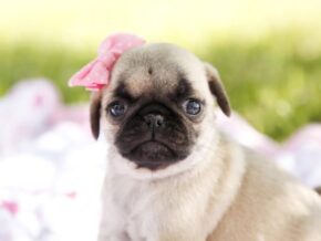 Photo of Miss Miracle