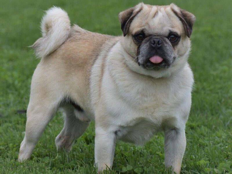 Bron, our Pug sire in Kentucky.