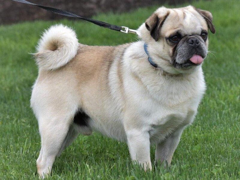Bron, our Pug sire in Kentucky.