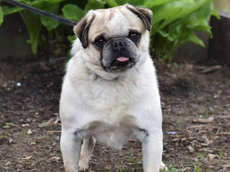 Bron, our Pug sire in Kentucky.