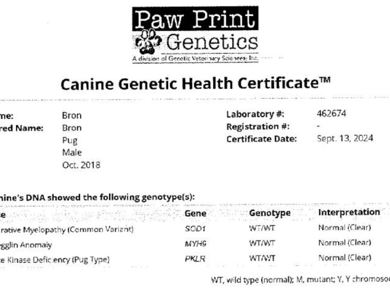Bron, our Pug sire in Kentucky.