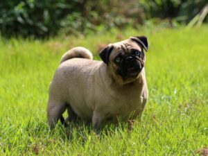 Photo of Bluebelle