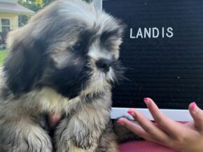Photo of Landis