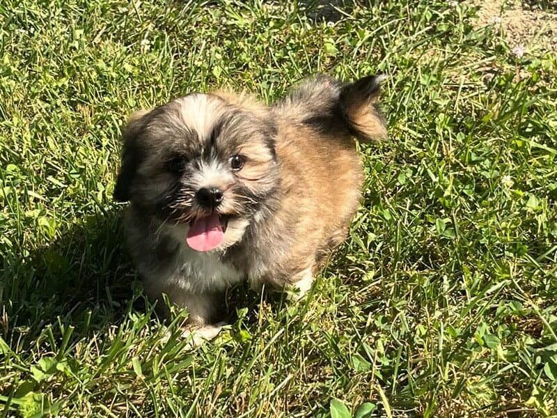 Laurie, a brown & white Lhasa Apso puppy in Kentucky.