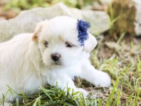 Levi at Rocky Top Puppies