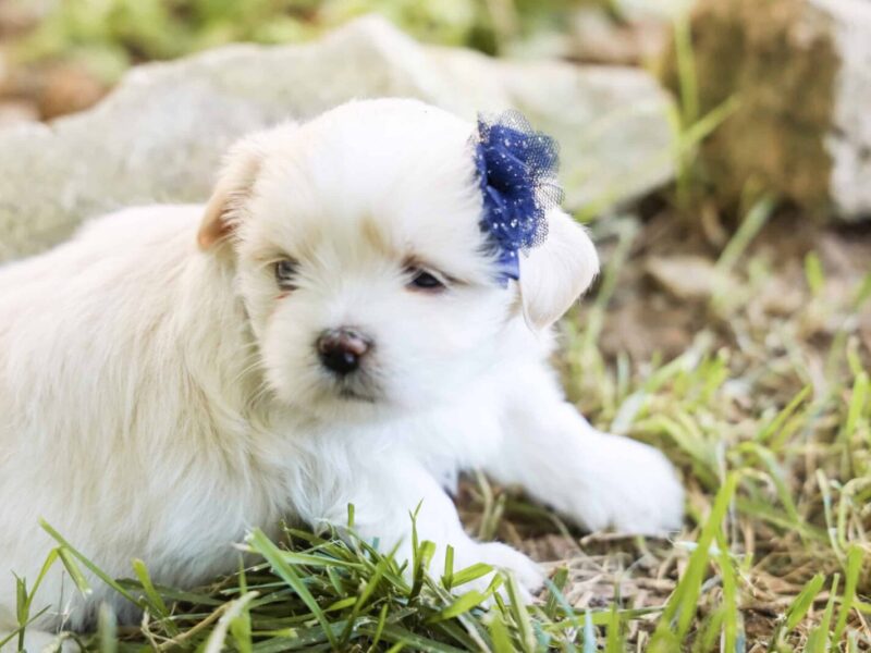 Levi, a Lhasa Apso puppy at Rocky Top Puppies in Kentucky.