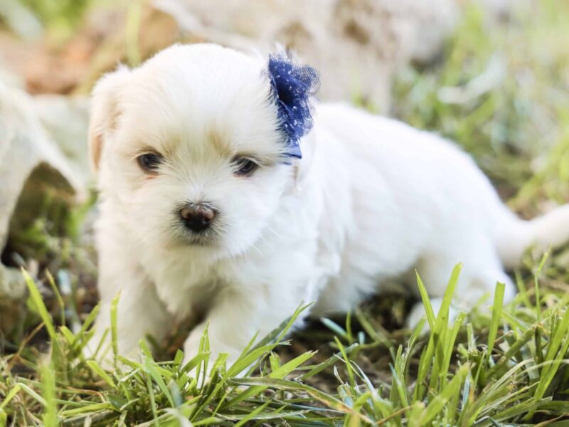 Levi, a Lhasa Apso puppy at Rocky Top Puppies in Kentucky.