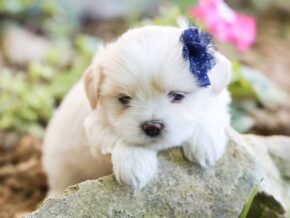 Levi at Rocky Top Puppies