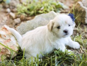 Levi at Rocky Top Puppies