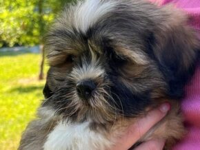 Lucas at Rocky Top Puppies