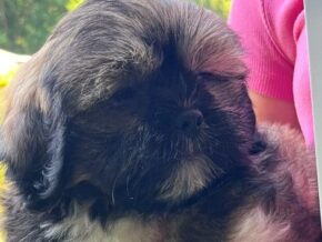 Lyndell at Rocky Top Puppies