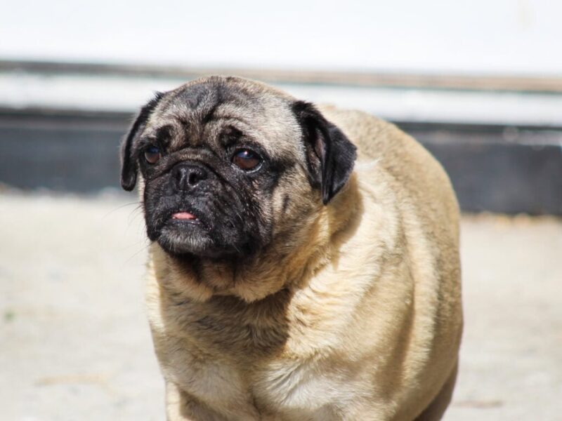 Bluebelle, our Pug dam at Rocky Top Puppies in Kentucky.