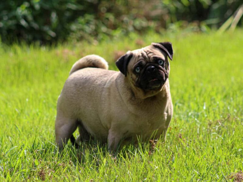 Bluebelle, our Pug dam at Rocky Top Puppies in Kentucky.