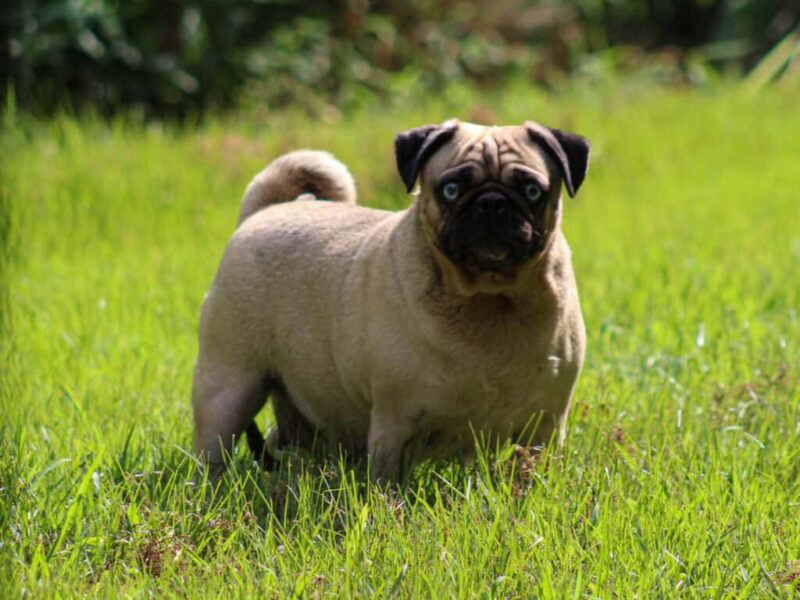 Bluebelle, our Pug dam at Rocky Top Puppies in Kentucky.